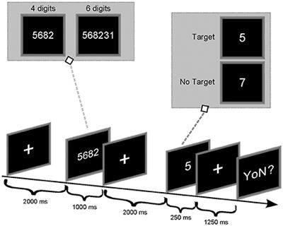 Different Topological Properties of EEG-Derived Networks Describe Working Memory Phases as Revealed by <mark class="highlighted">Graph Theoretical Analysis</mark>